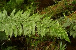 Asplenium bulbiferum. Mature frond with bulbils at apices of primary pinnae.
 Image: L.R. Perrie © Leon Perrie CC BY-NC 3.0 NZ